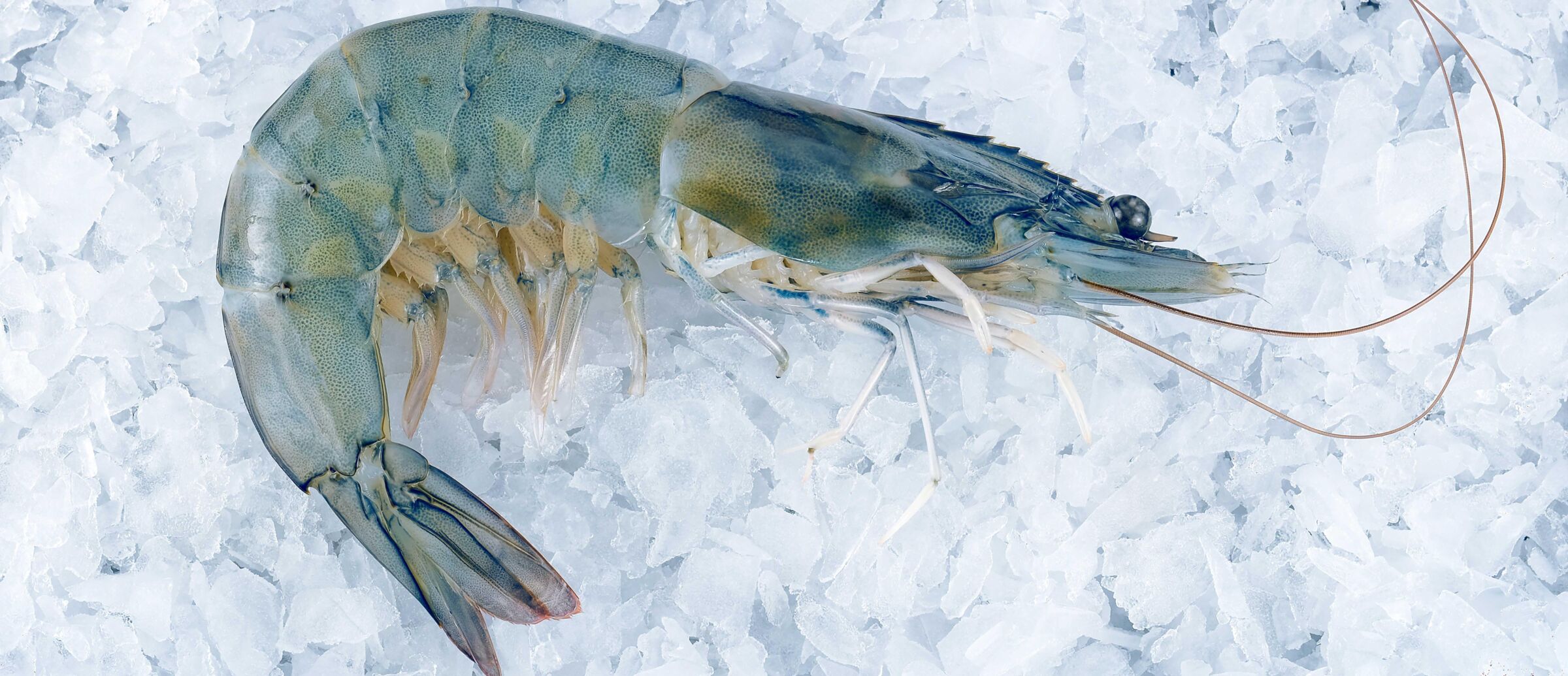 Frozen food
